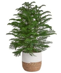 Archiva Metal Çiçeklik 76 cm Siyah