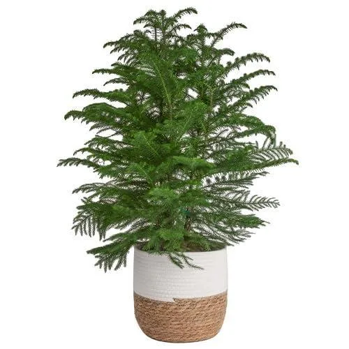 Archiva Metal Çiçeklik 76 cm Siyah