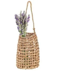 Cara Su Sümbülü Çiçeklik 30 cm Naturel