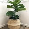 Casa Doğal Deniz Çimi Çiçeklik 41 cm Naturel