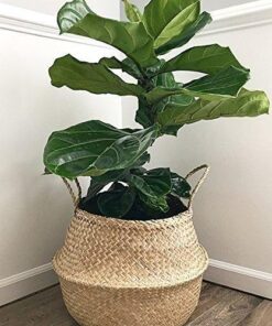 Casa Doğal Deniz Çimi Çiçeklik 41 cm Naturel