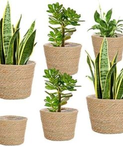 Donzella Hasır Plastik İç Astarlı Çiçeklik 25 cm Naturel 6lı Set