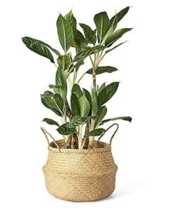 Modernix Hasır Saksı 36 cm Bej