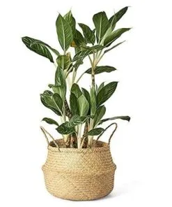 Modernix Hasır Saksı 36 cm Bej