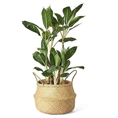 Modernix Hasır Saksı 36 cm Bej