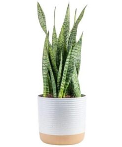Spaceo 120 cm Modern Çiçeklik Beyaz