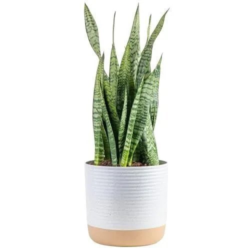 Spaceo 120 cm Modern Çiçeklik Beyaz