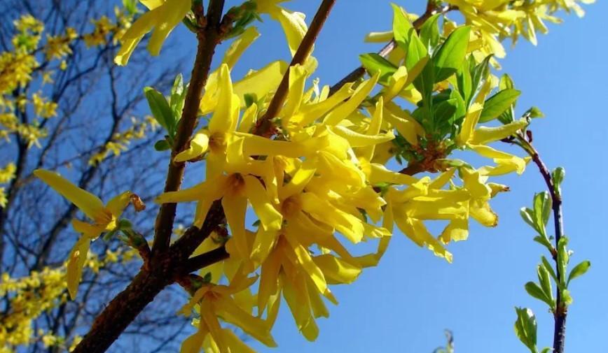 Altın Çanı Bahçenizde Yetiştirmenin Püf Noktaları