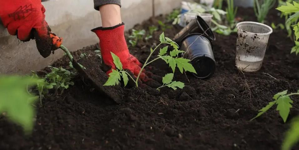 Başarılı Bir Bahçe İçin Toprak Bilgisi