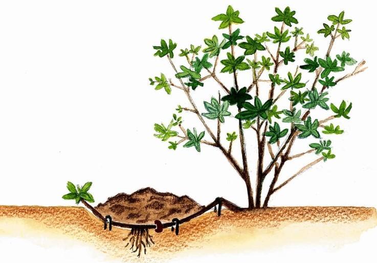 Bitkileri Çoğaltmanın Kolay Yolları