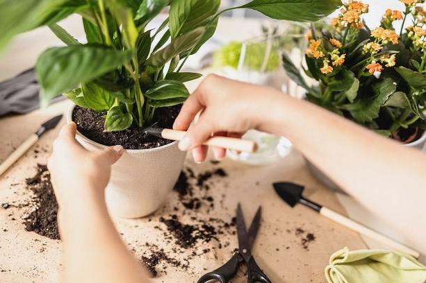 Bitkilerinizi Doğal Yollarla Koruyun