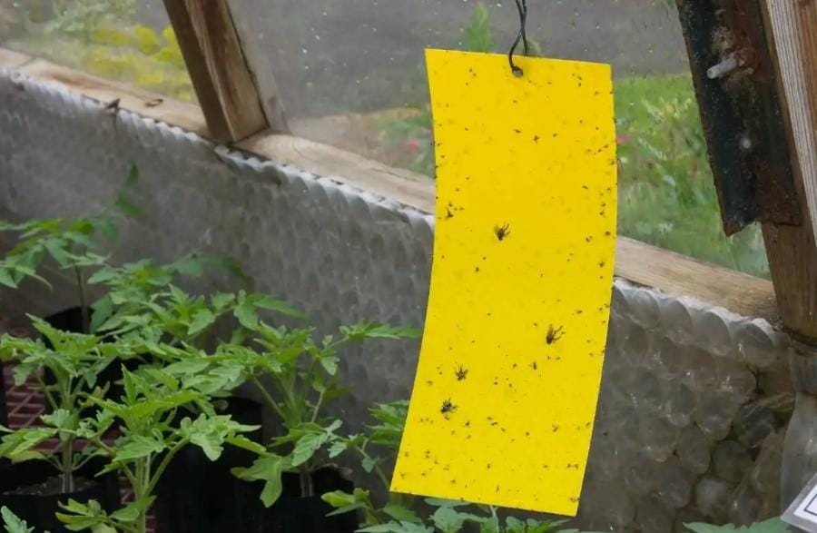 Bitkilerinizi Zararlılardan Korumanın Doğal ve Ekonomik Yolu Bitkilerinizi Zararlılardan Korumanın Doğal ve Ekonomik Yolu