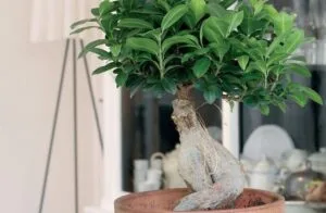 Bonsai Ficus Ginseng: Evinizin Zen Bahçesi