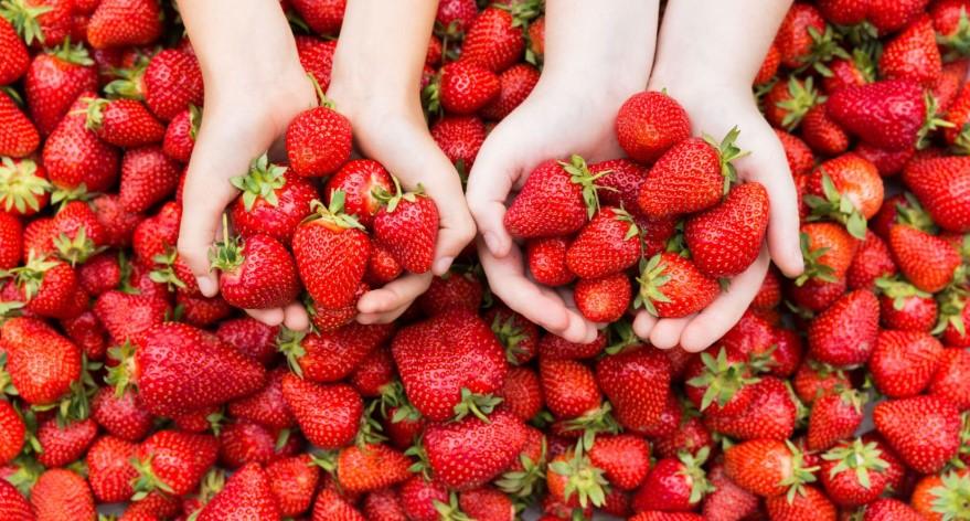 Çilek Yetiştirmenin Püf Noktaları