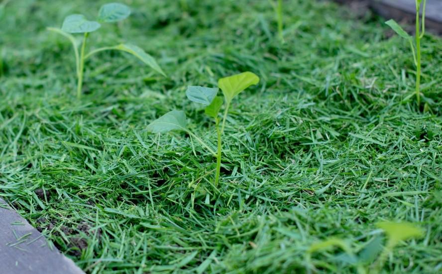 Çim Kırpıntılarının Bahçede Değerlendirilmesi