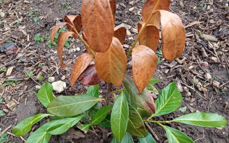 Defne Kirazı Bakımında Dikkat Edilmesi Gerekenler