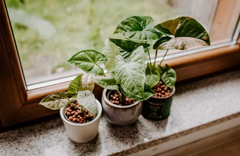 Avokado Çekirdeğinden Ev Yapımı Doğal Gübre İle Çiçekleriniz Daha Güzel Açsın Avokado Çekirdeğinden Ev Yapımı Doğal Gübre İle Çiçekleriniz Daha Güzel Açsın