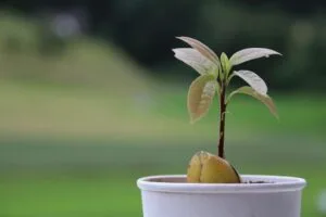 Evde Avokado Yetiştirmenin Püf Noktaları