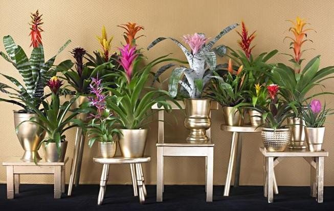 Evde Bromelia Bakımı ve Çiçeklenme Sırları Evde Bromelia Bakımı ve Çiçeklenme Sırları