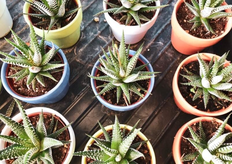 Evde Sarısabır (Aloe Vera) Bakımı: Kapsamlı Rehber Evde Sarısabır (Aloe Vera) Bakımı: Kapsamlı Rehber