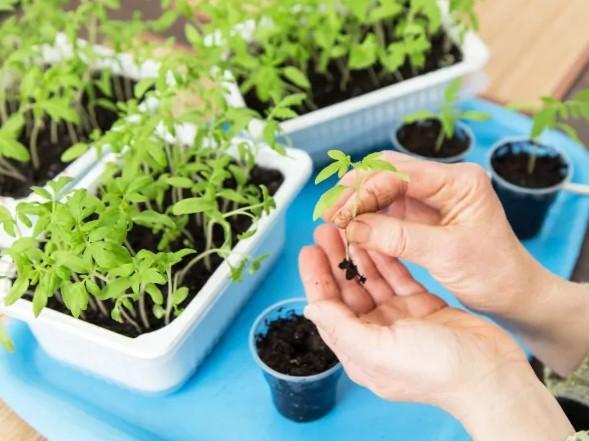 Fide Yetiştirmenin İncelikleri: Doğru Sertleştirme Nasıl Yapılır?