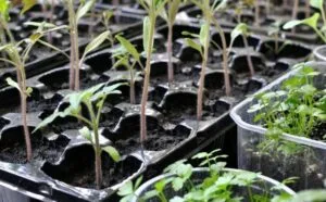 Fide Yetiştirmenin Püf Noktaları