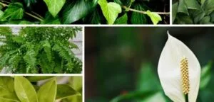 Gölgede Yetişen En Güzel 10 Ev Bitkisi
