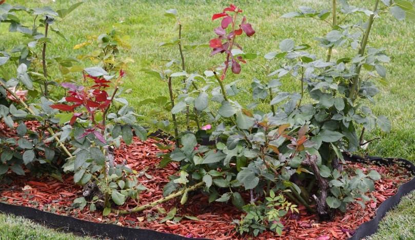 Gülleri Çoğaltmanın En Kolay Yolu: Sonbahar Çelikleme