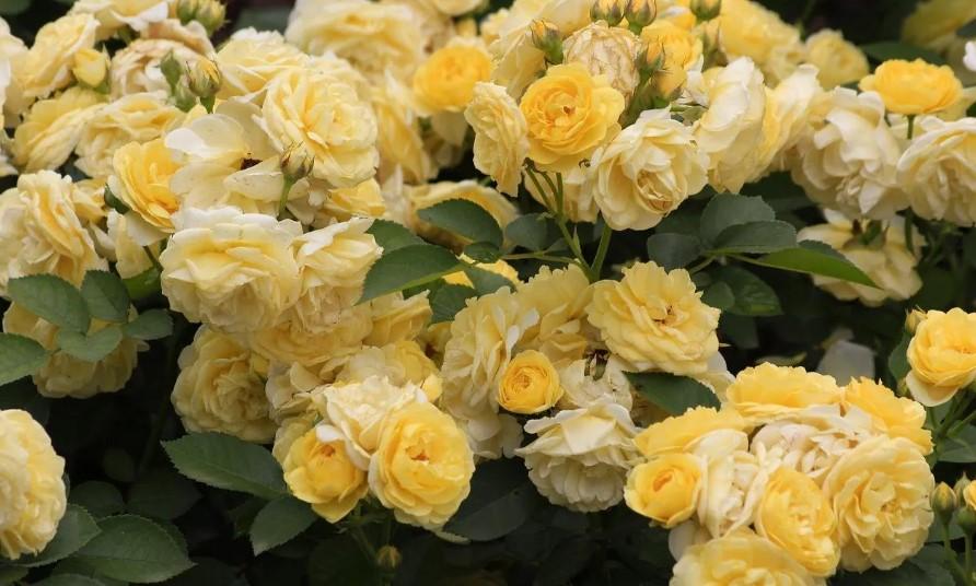 Güllerin Kış Bakımı ve Budama İşlemleri