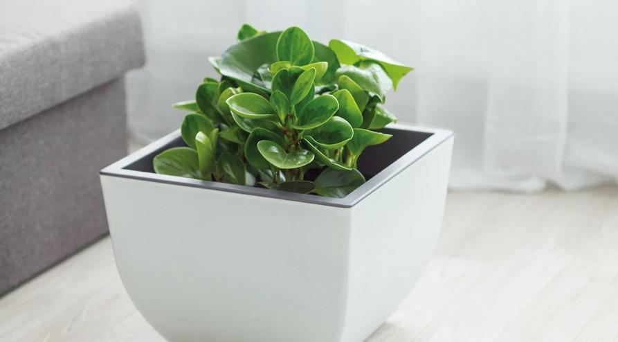 Hava Bitkilerinin Büyüleyici Dünyası