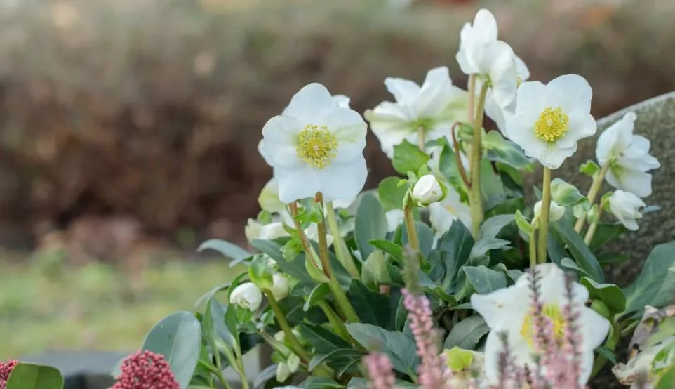 Helleborus Çöpleme Çiçeği: Kışın Açan Nadide Güzellik