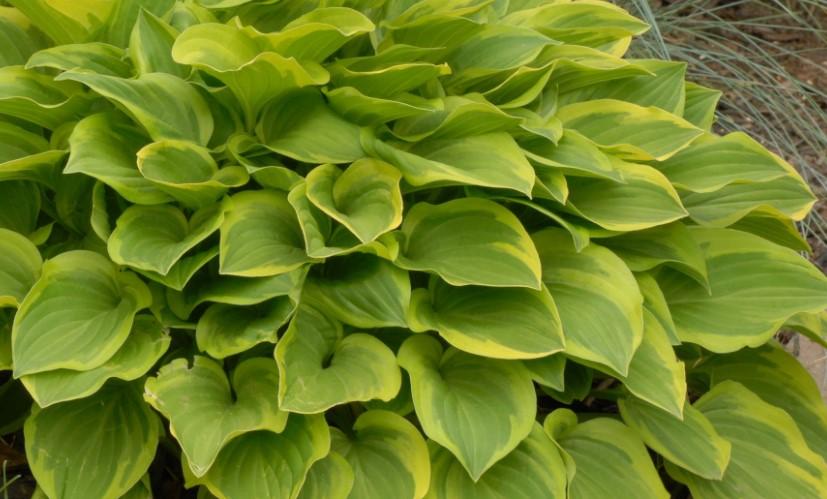 Hosta (Funkia) Bakımı: Adım Adım Rehber
