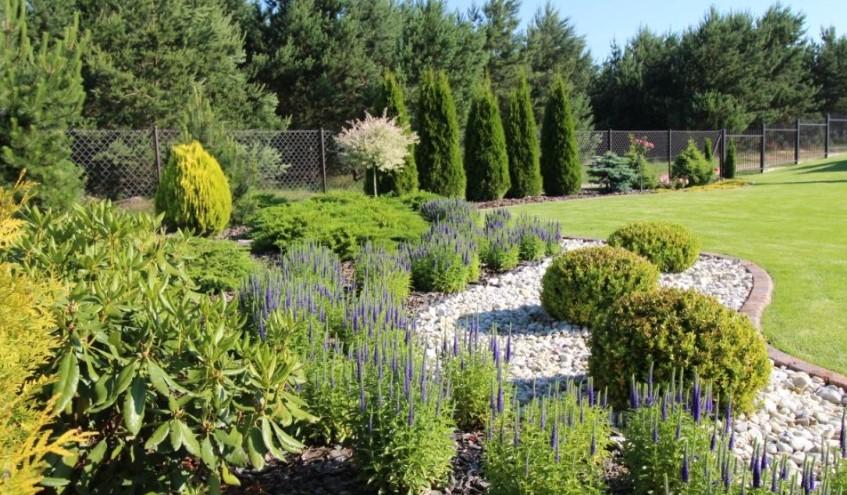 İğne Yapraklı Bitkilerin Bakımı ve Püf Noktaları