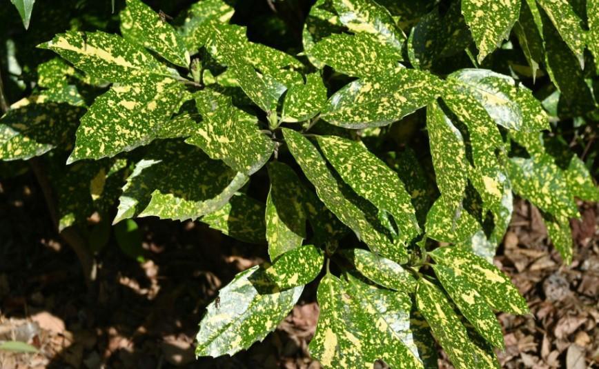 Japon Akubası: Bahçelerin Gizemli Güzelliği
