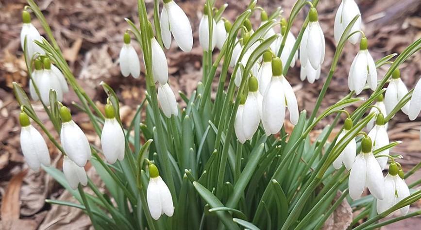 Kardelen Bakımında Püf Noktaları