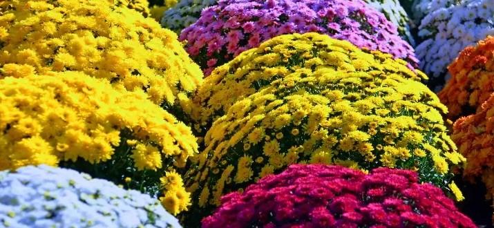 Kasımpatı Bakımı: Sonbaharın Güzelliğini Uzun Süre Yaşatın