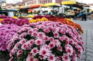 Kasımpatı Bakımı ve Kış Hazırlığı