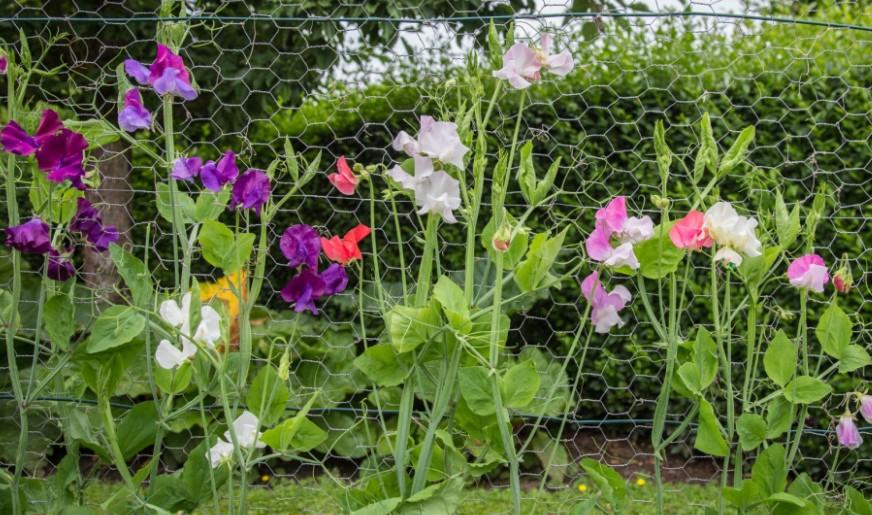 Kokulu Bezelyenin Bakımı ve Yetiştirme Rehberi