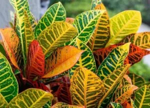 Kroton (Codiaeum): Renk Değiştiren Yaprakların Büyüsü
