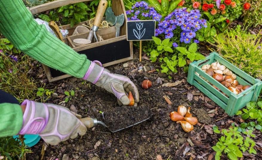 Lale Yetiştirmenin Püf Noktaları