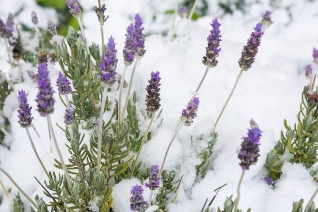 Lavanta Bitkisini Kışa Hazırlamanın Püf Noktaları