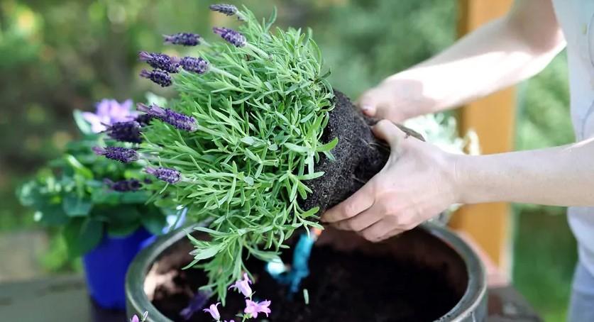 Lavanta Yetiştirmenin Püf Noktaları