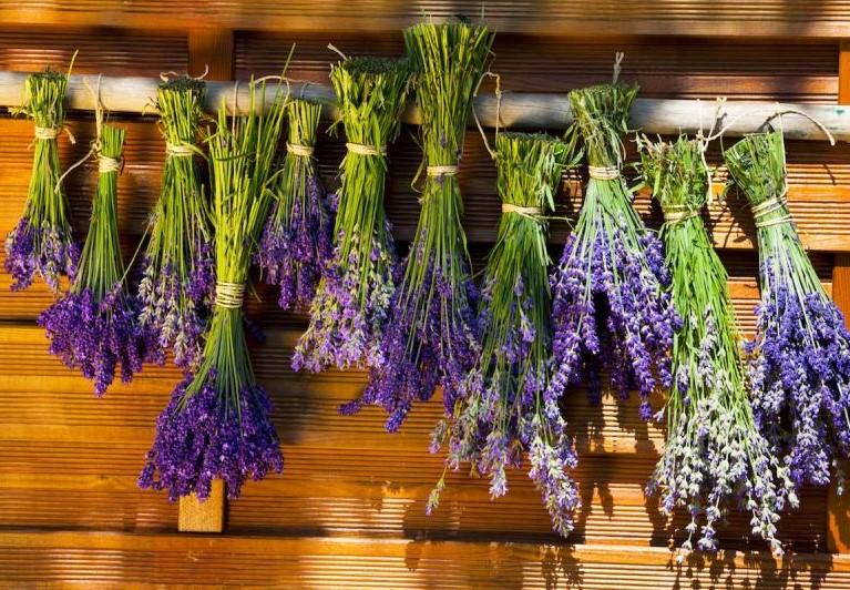 Lavantanın Doğru Kurutma Yöntemleri ve Kullanım Alanları