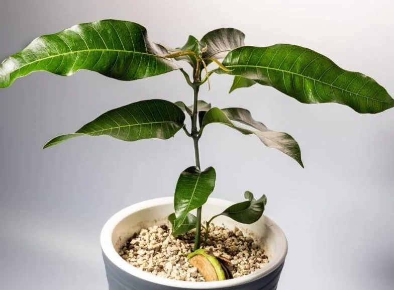 Mango Çekirdeğinden Mango Ağacı Yetiştirme Rehberi Mango Çekirdeğinden Mango Ağacı Yetiştirme Rehberi