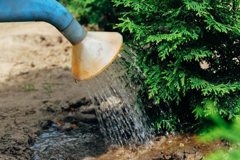 Mazı Ağacınızın Yaprakları Neden Kahverengiye Dönüyor?
