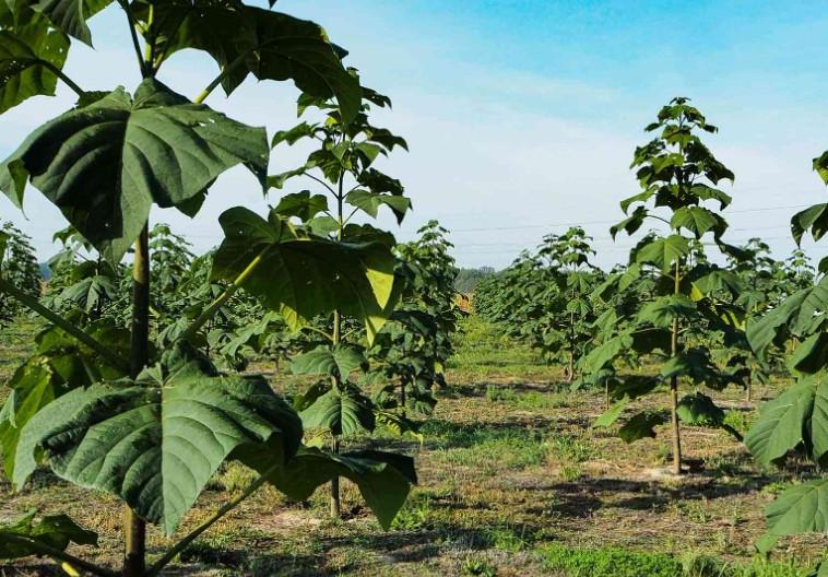 Oksijen Ağacı Yetiştirmenin Püf Noktaları