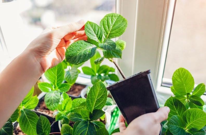 Ortanca Çiçeği Nasıl Çoğaltılır?