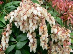Pieris: Bahçelerin Göz Alıcı Süsü