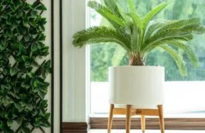 Sago Palmiyesi (Cycas) Bakımı ve Özellikleri