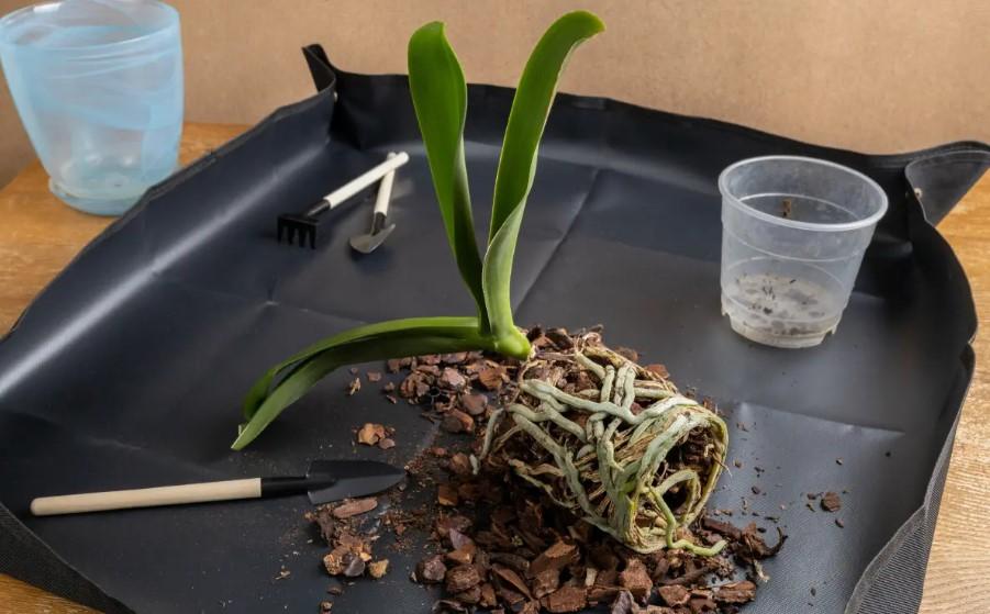 Saksı Değişimi İçin En Uygun Zaman: İlkbahar